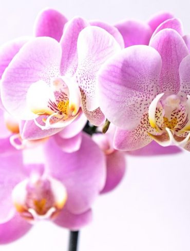 5 chýb (ne)skúsených pestovateľov orchideí