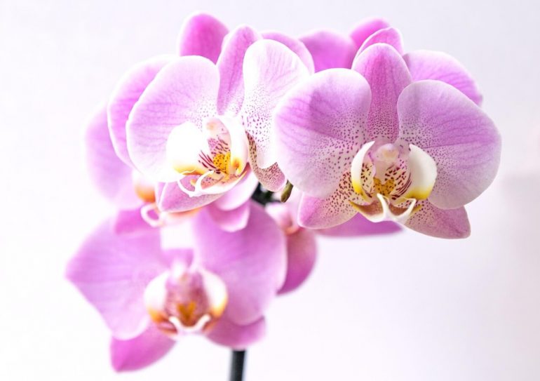 5 chýb (ne)skúsených pestovateľov orchideí