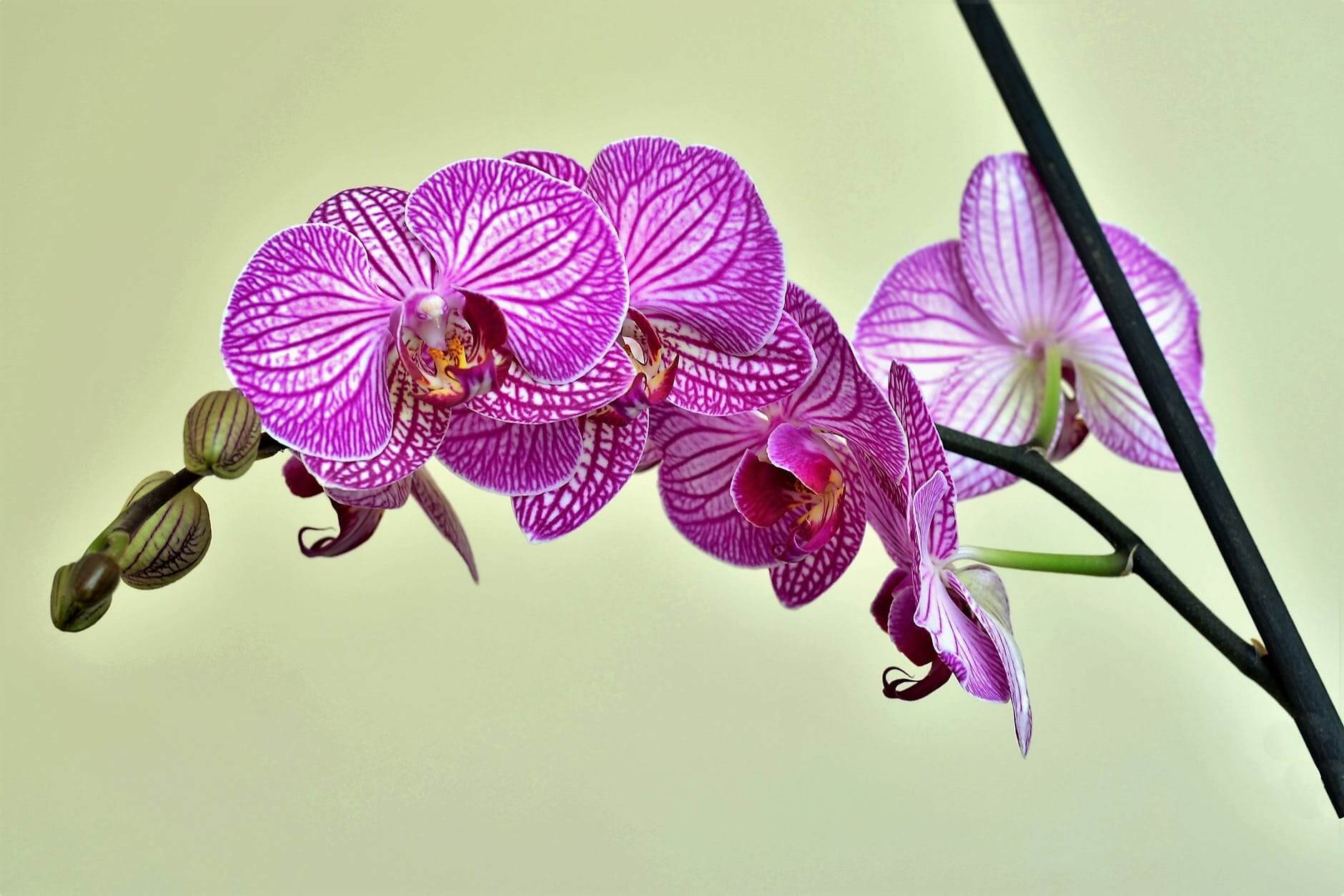 Príliš veľký kvetináč orchideu oslabuje 