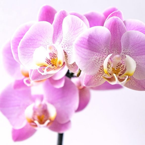 De ce nu înflorește orhideea?