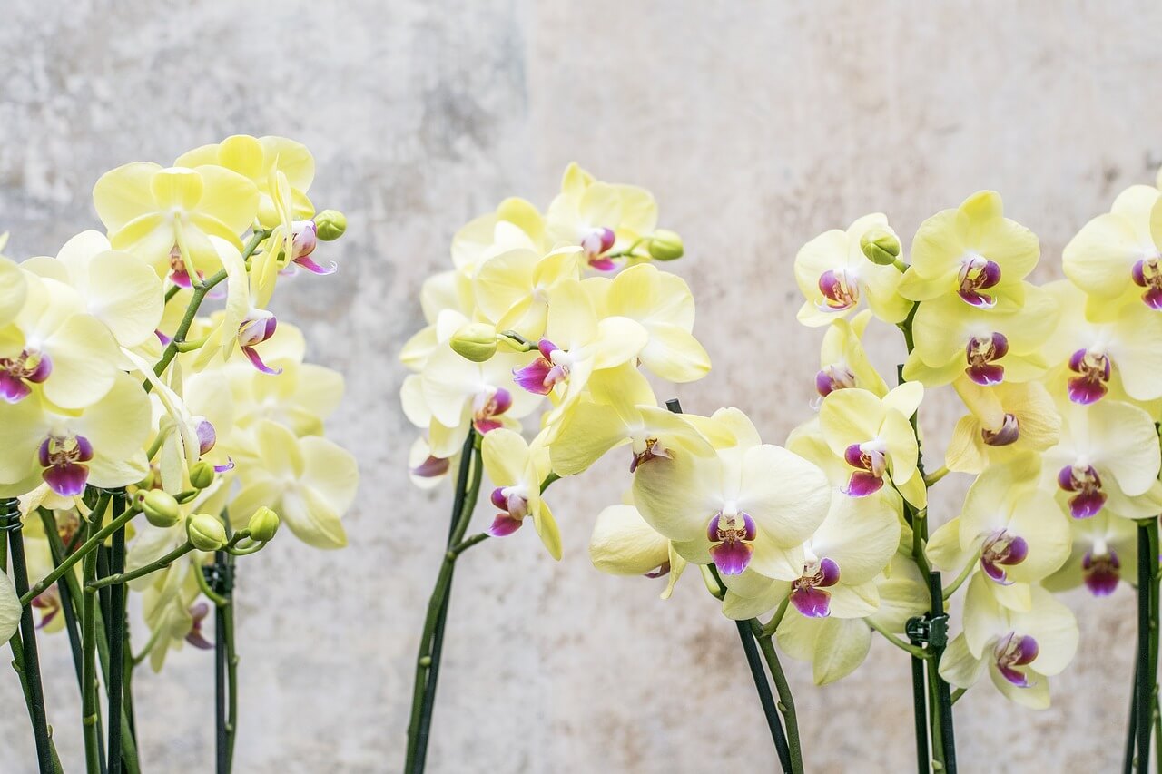 Megfelelő gondoskodással az orchidea évente kétszer virágzik