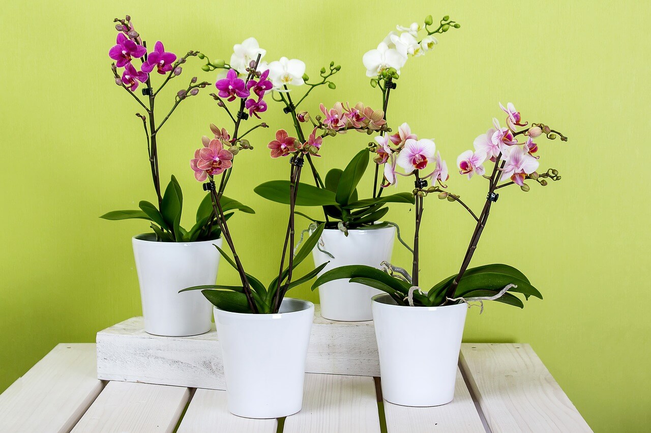 Az orchideák tiszta és könnyű tápanyagot kedvelnek
