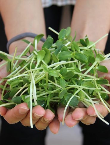 Germenii sunt cei mai iubiți de către vegani