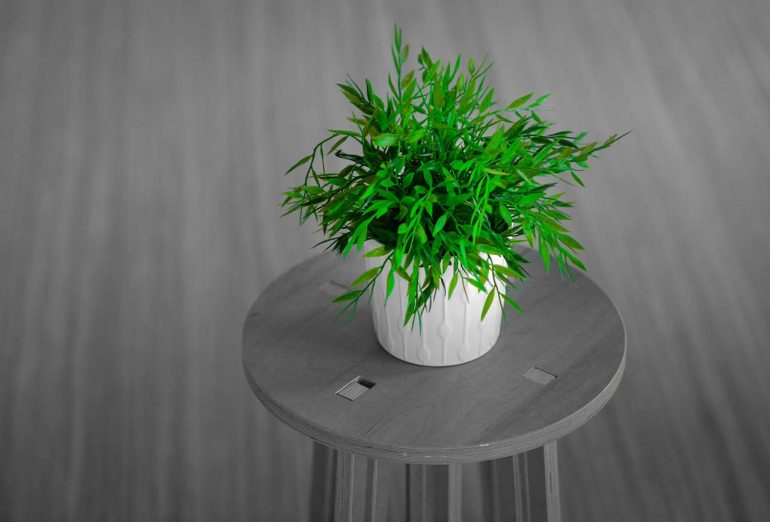 Curățați aerul cu plante de cameră