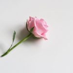 Hogyan kell gondoskodni a mini rózsáról
