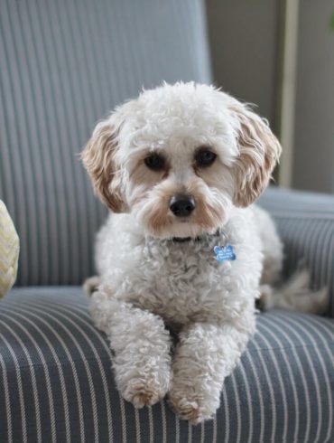 Păr de animal pe canapea