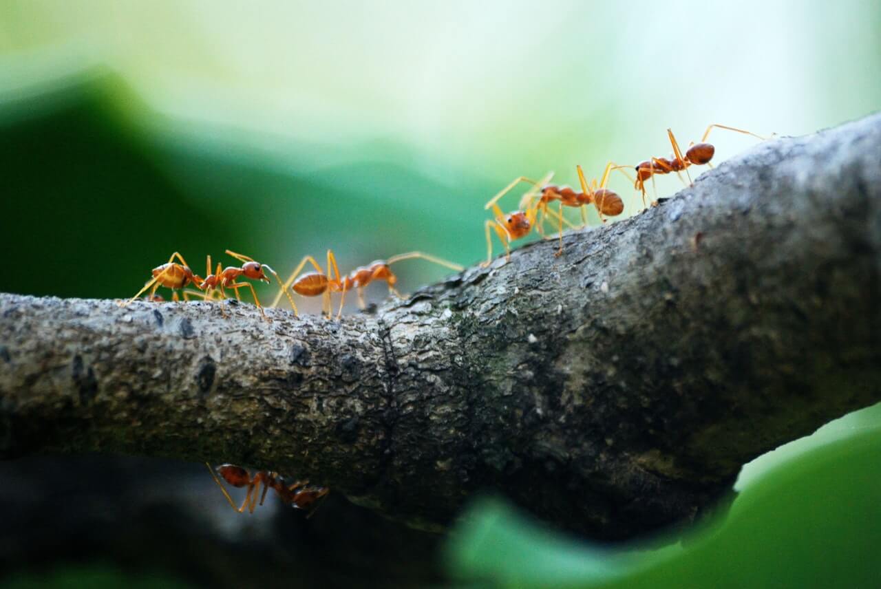 boj s mravcami