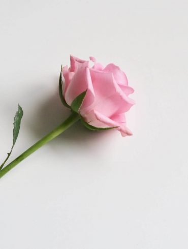 Cum să ai grijă de un trandafir pitic să reziste cât mai mult