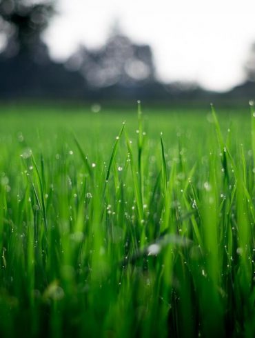 Îngrijirea gazonului