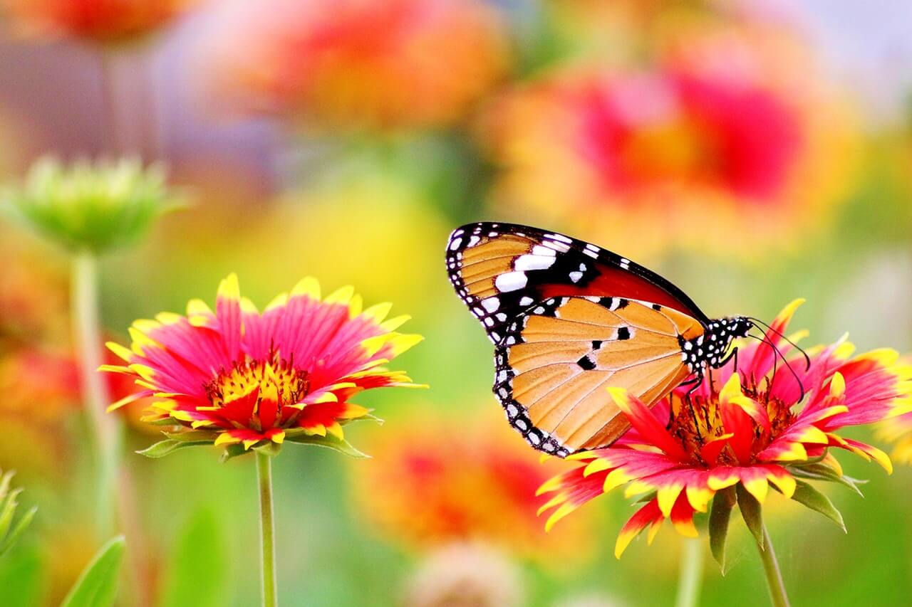 A pillangókat nem a szép virágok vonzzák