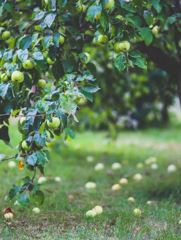 Ezek az érdekességek a kertről felkeltik az Ön figyelmét