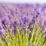 Așa, este lavanda