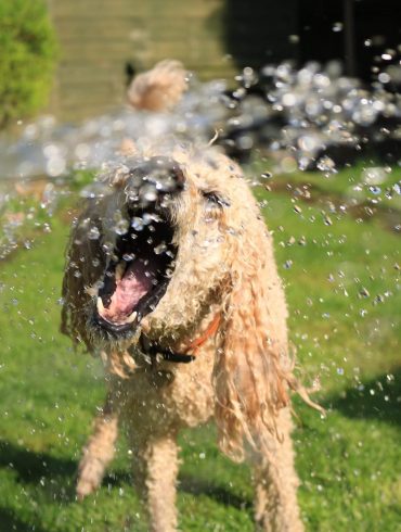 Hogyan védjük a hőségtől az állatainkat