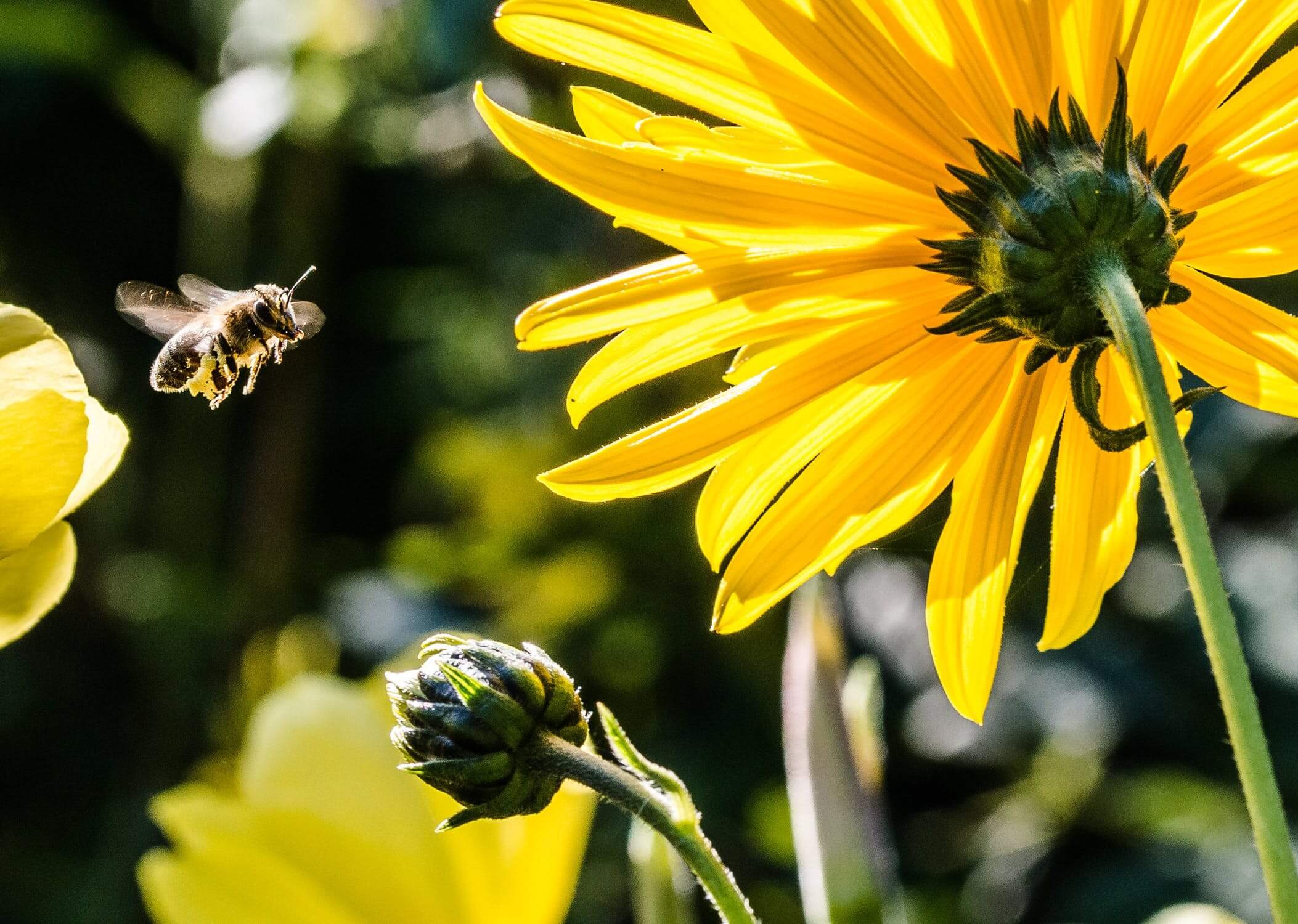 Ce este polenul albinelor