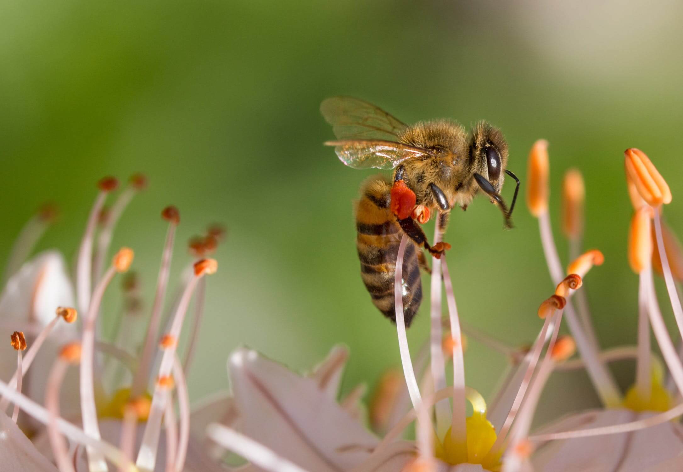 Cum ajuta polenul albinelor