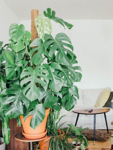 A legstílusosabb szobanövények egy lakásba