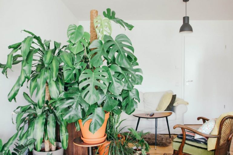 A legstílusosabb szobanövények egy lakásba