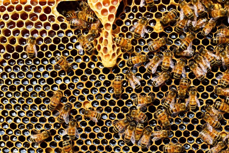 Včelí peľ pomôže pri alergiách