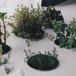 Ako si rozmnožiť bylinky