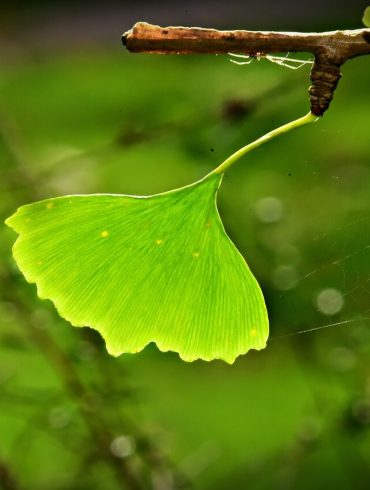 Încercați țuica netradițională