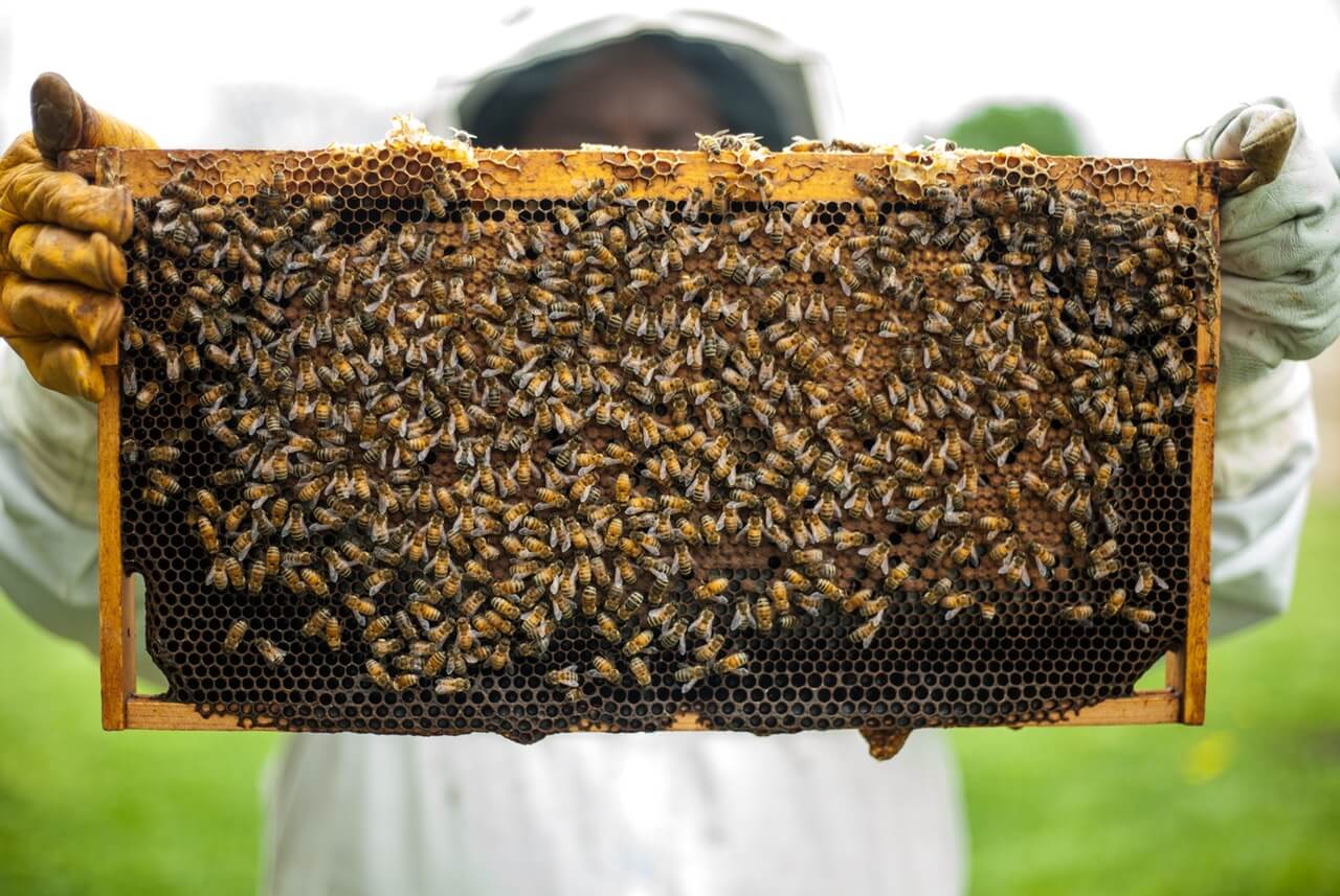 Ako si vychutnať jedlo na terase bez včiel