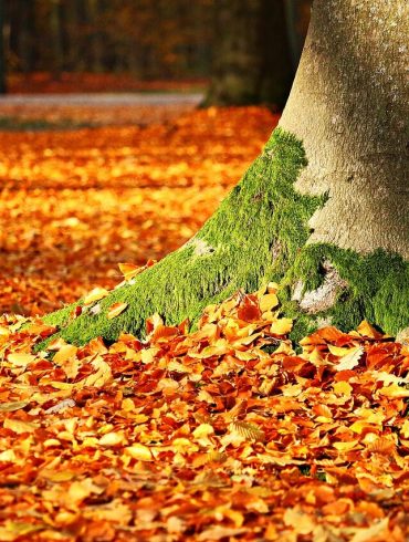 Ce să faceți cu frunzele căzute în grădină