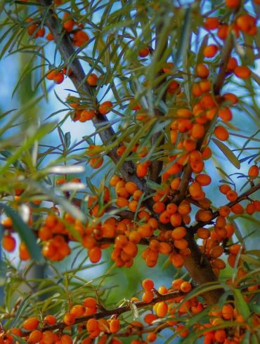 Conține mai multă vitamina C decât lămâia