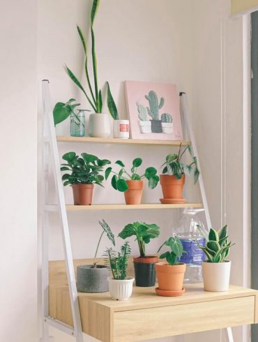 Ce necesită cel mai des plantele de cameră