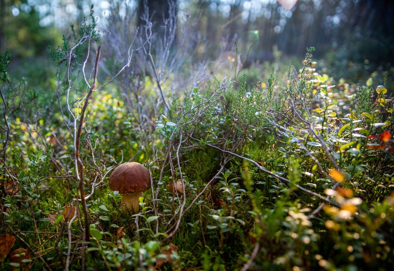 Combinați plimbarea în aer liber cu culegerea ciupercilor