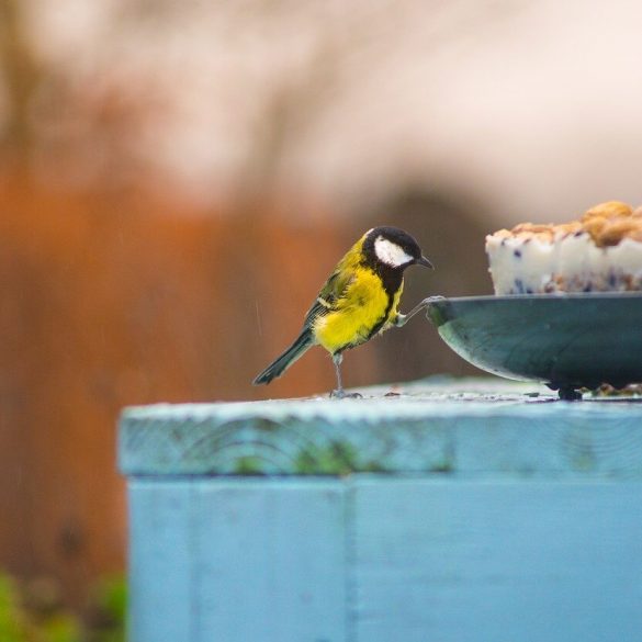 Ako a čím prikrmovať vtáky počas zimy