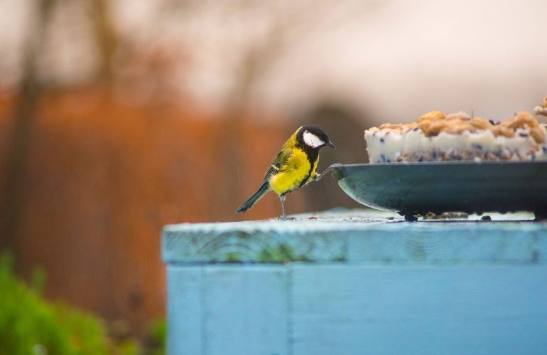 Ako a čím prikrmovať vtáky počas zimy