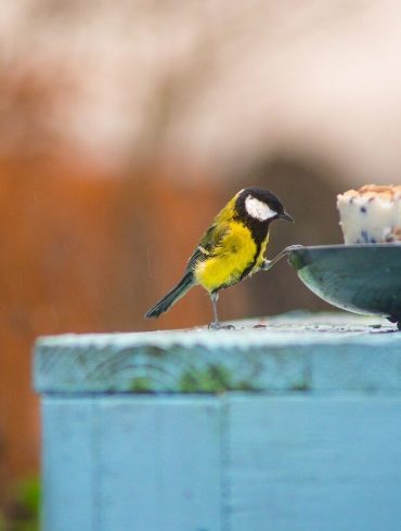Hogyan és mivel etessük télen a madarakat