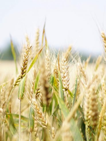 Coaceți-vă propria pâine cu maia