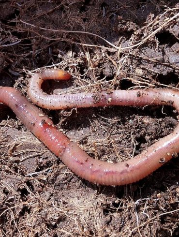 Imádni fogjuk a gilisztás komposztálást