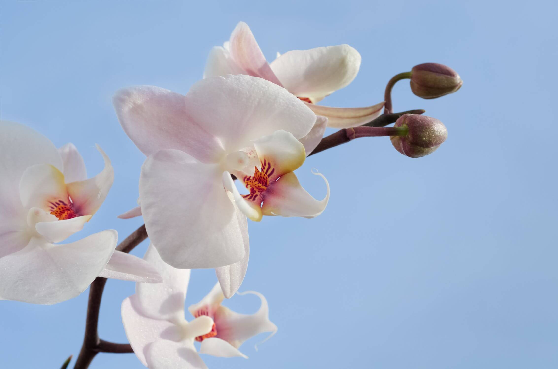 orhideea într-adevăr nu necesită îngrijire pretențioasă