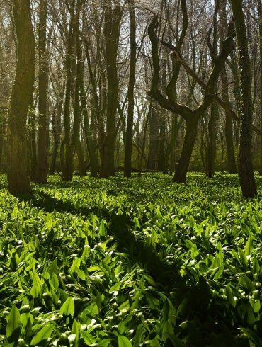 Prírodná detoxikácia, ktorá spestrí váš jedálniček