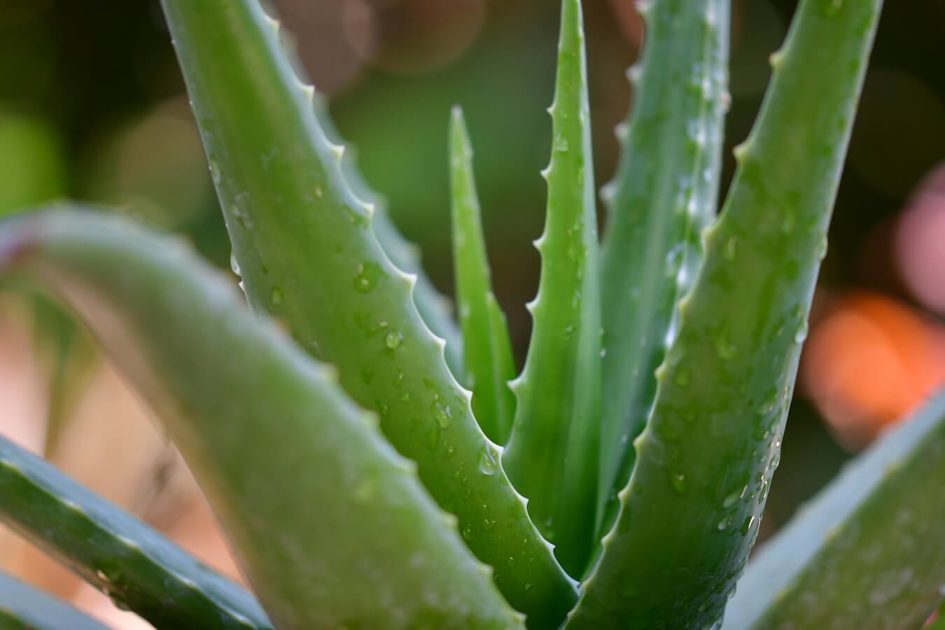 Aloe gélre
