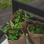 Ako si vybudovať bylinkový záhon?