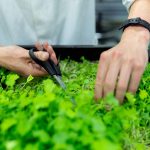 Ako zalievať a hnojiť bylinky