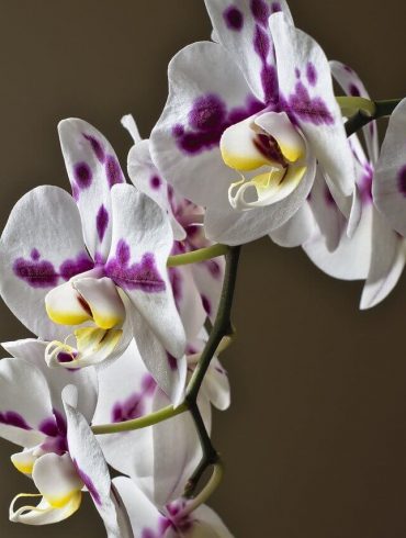 Cum să udați o orhidee, ca să-i meargă bine