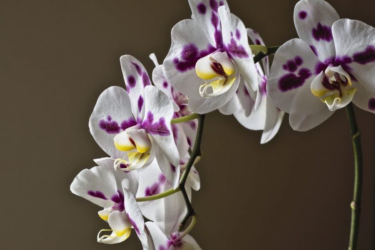 Cum să udați o orhidee, ca să-i meargă bine
