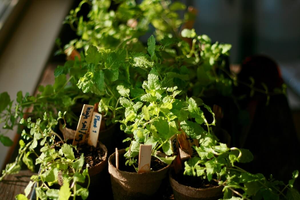 Az átlagos föld is alkalmas a gyógynövények termesztésére.