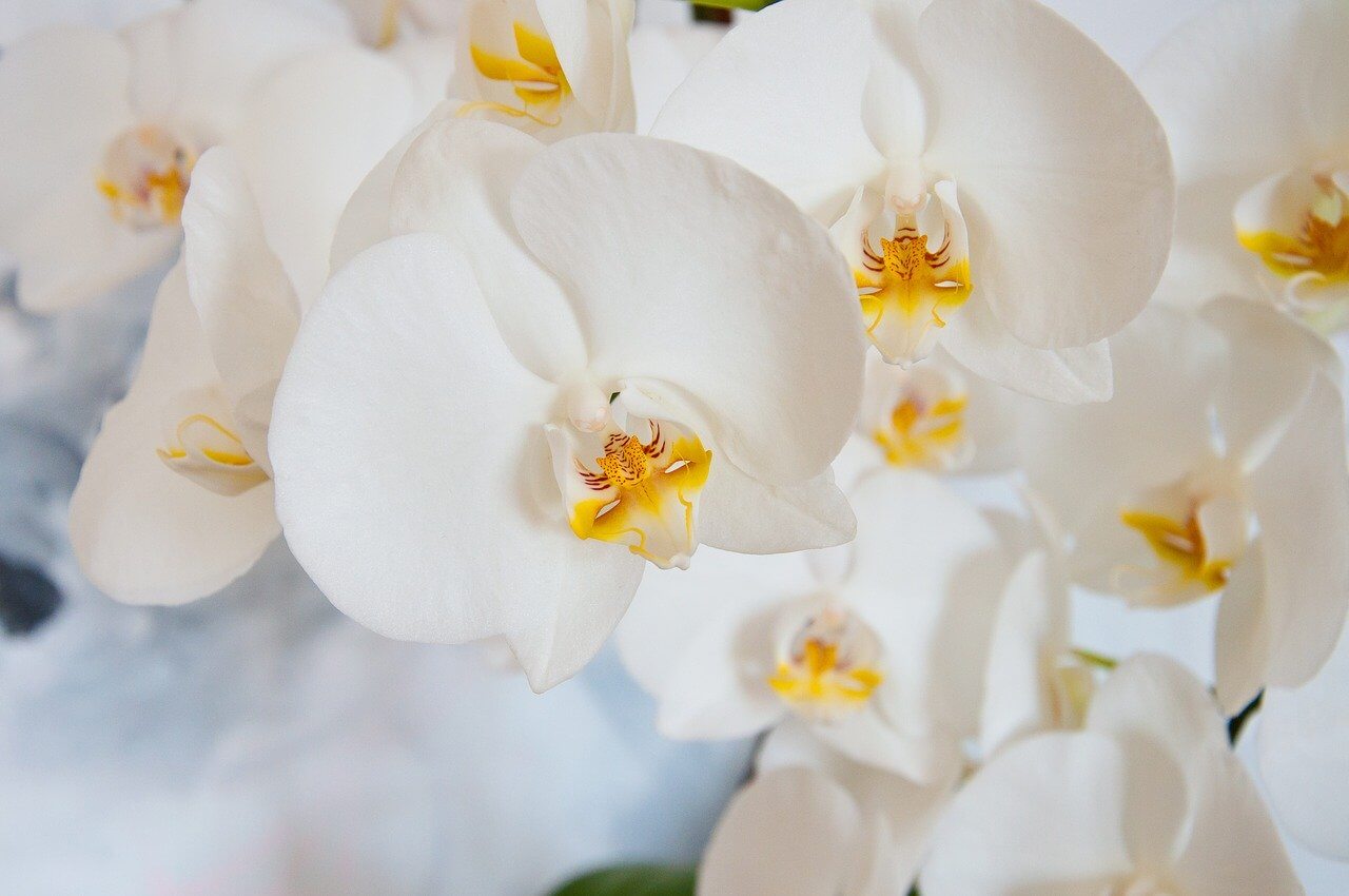 Hogyan kell megfelelően öntözni az orchideákat