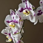 Ako zalievať orchideu, aby sa jej darilo