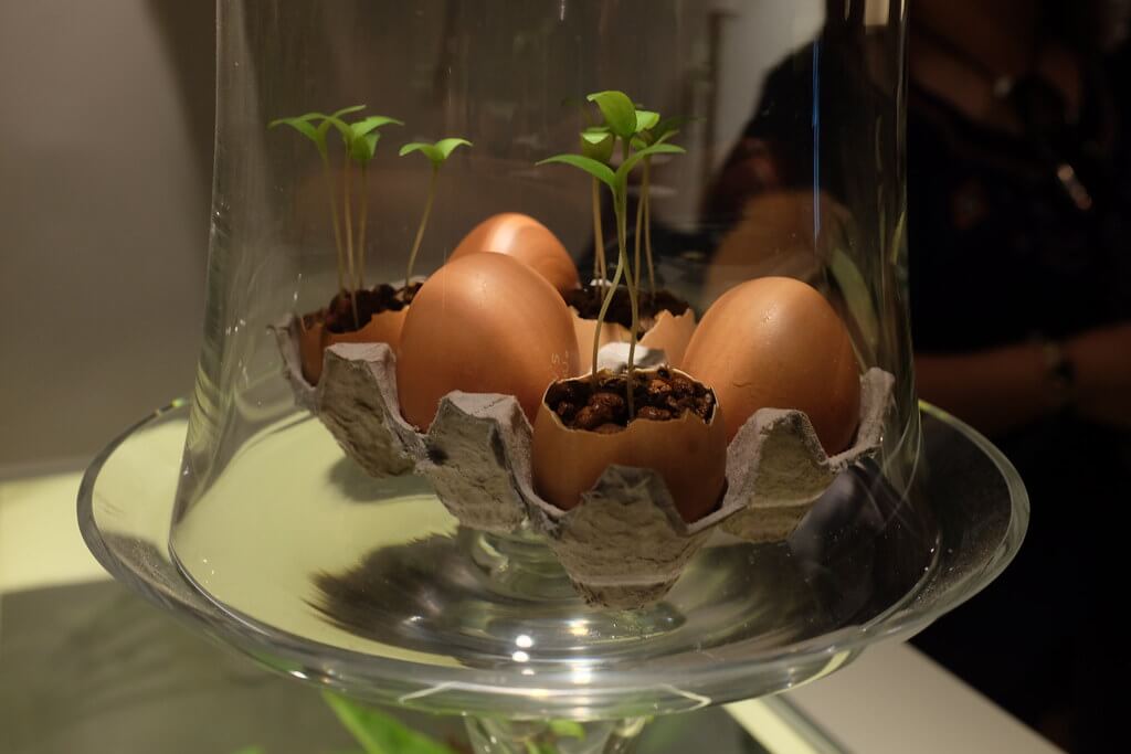 A tojáshéjakba magokat ültethetünk  