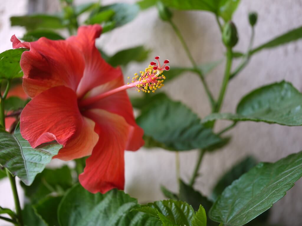 Kvet ibišteka čínskeho kvitne iba jeden deň 
