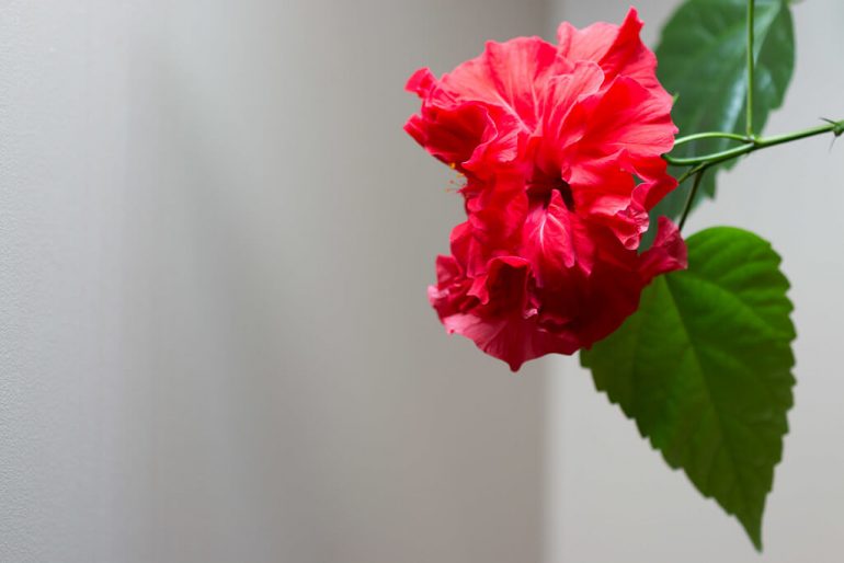 Ako sa starať o čínsku ružu, aby kvitla?