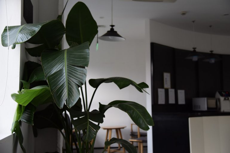 Nedarí sa vašim izbovým rastlinám?