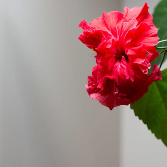 Hogyan törődjünk a kínai rózsával úgy, hogy virágozzon?