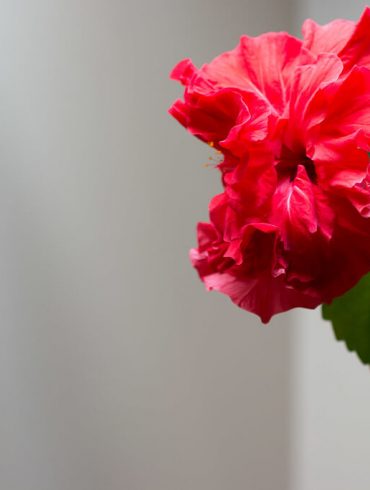 Cum să îngrijiți trandafirul chinezesc ca să înflorească?